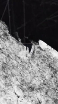 Прогуляющийся лес - Видео для фанатов с замедленной съемкой