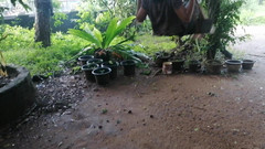 Tina Baby: My Step Daughter Before Being Seduced