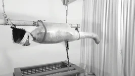 Wrapped & Trapped: Crazy Shaking Orgasm in Plastic Wrap Suspension! Bdsmlovers91