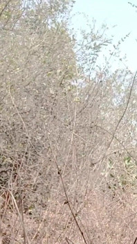 Rajesh Playboy 993 Outdoor Masturbating Big Cock and Cumming. Outside Handjob Cumshot