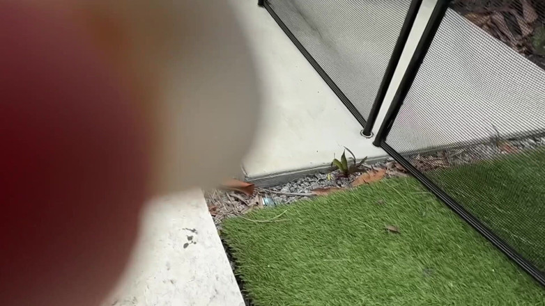 Jackrackemxxx: Büyük zenci yarağı şişman götlü nineyi sikiyor