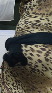 Egyptian Sharmota Big Arab Ass Need Man to Fuck Her Ass