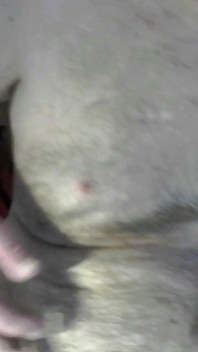 Coach Karl Plays with His Nipples