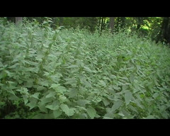 Andy: Video jadul di hutan!