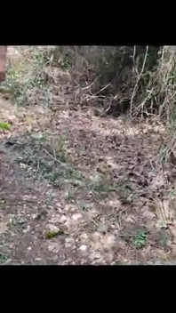 Pissing Mel 1