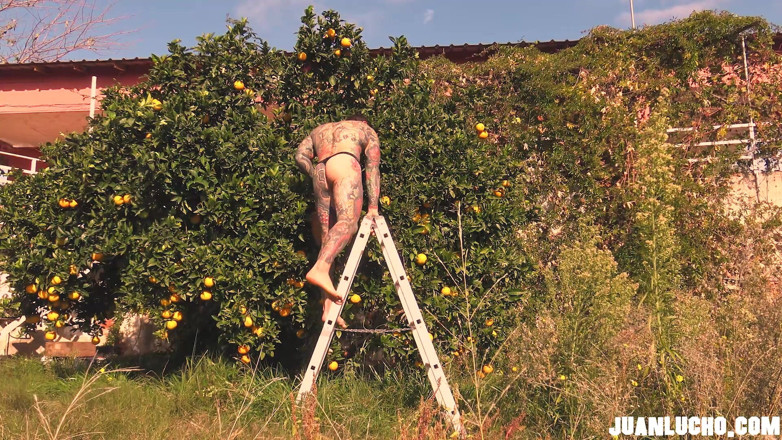 Juan Lucho Gay: Orange Juice