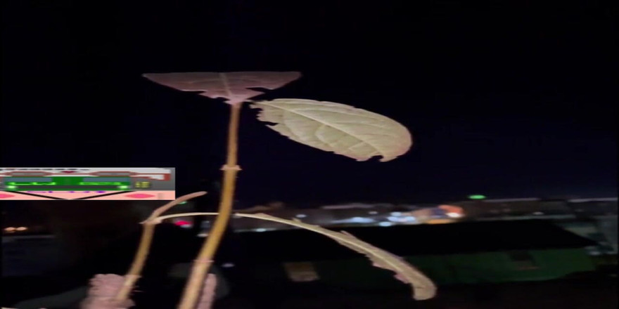 Lonewanderer: 在我的城市周围冒险的乐趣！