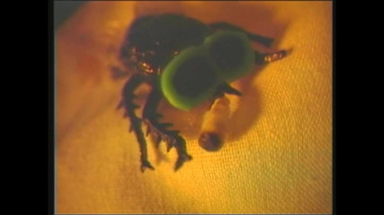 MCG Empire: Çılgın kızlar sert sikiş çılgınlığında kontrolünü kaybediyor