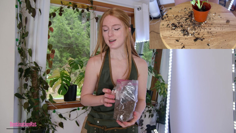 Destination Kat: Ogrodniczy z Kat- Repotting Monsteras Sfw