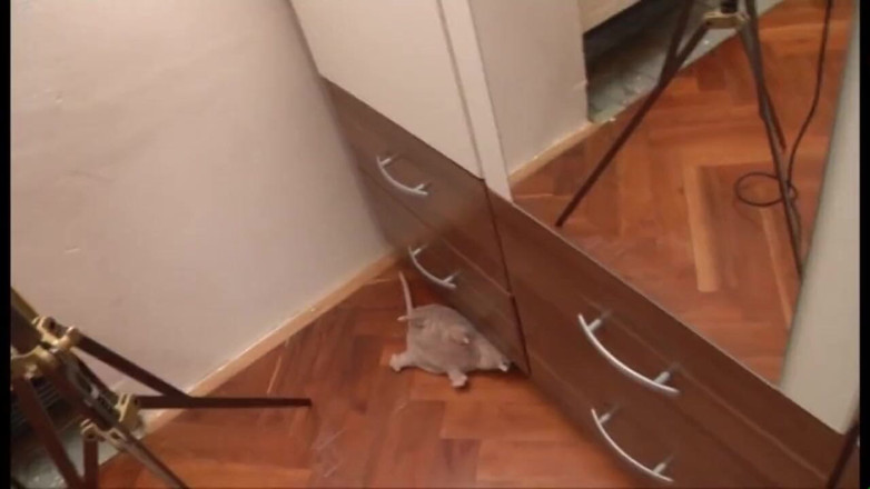 Muschi movie official: Mooie Duitse meisjes worden geneukt in amateurvideo's volledige film in...
