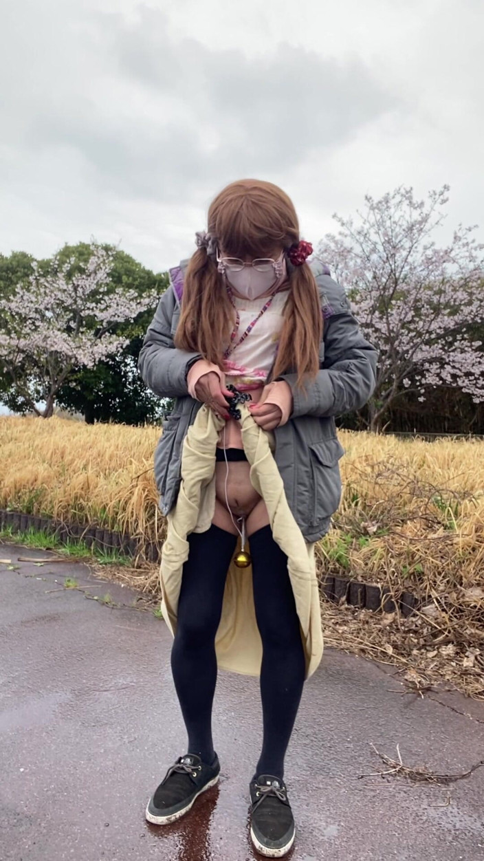 megu2002: No. 166 Tack's Pussy and a Quiet Moment Under the Cherry...