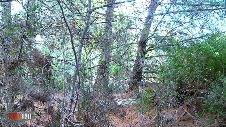 MMM100: Mamă sexy futută în cur în pădure