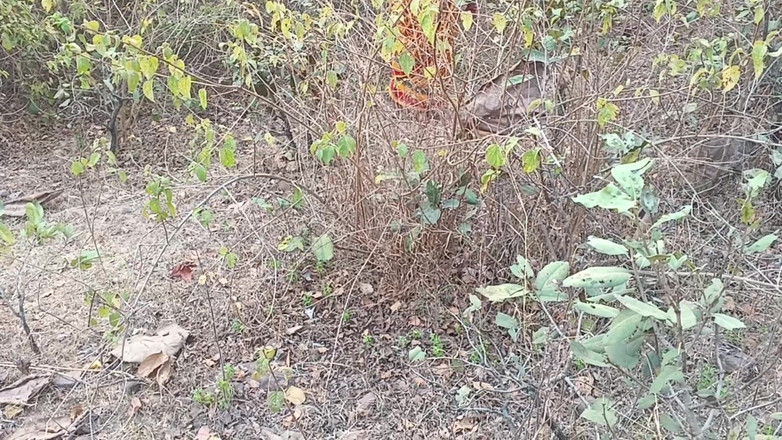 Riyadesi18: 和嫂子chudai在丛林里发生