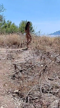 Fuck Me Hard in the Ruins of This Island