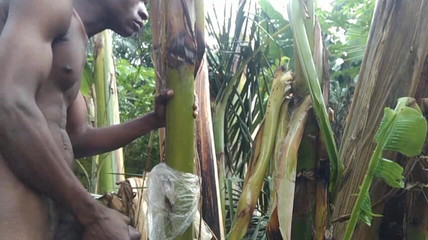 Bangcum8: Homem sozinho na floresta e faça a árvore plantain é esposa e...