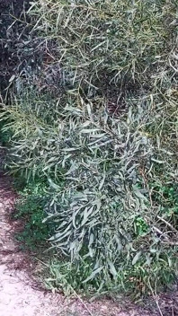 Nenek Mencari Kekasih Dikongkek Dalam Hutan