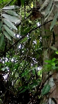 I Hide Behind a Tree and Watched the Bath