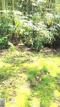 Country Rednecks – Sekali Lagi Membongkok Di Atas Pokok Besar