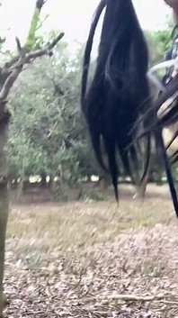 독립 훈련 No34 꽉 끼는 치마, 걷기 브래지어 노출