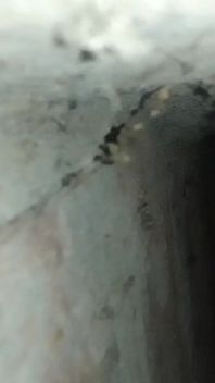 My Real Viral Video