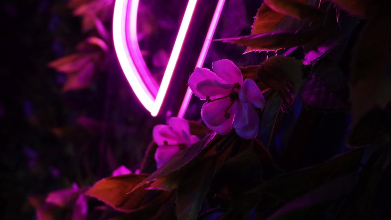 Sarahinkzed: Mèo neon