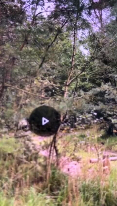 Benb Studio: Fastbunden vid ett träd som straff