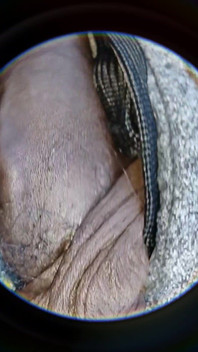 Soft Uncut Black Big Dick Slow Mo