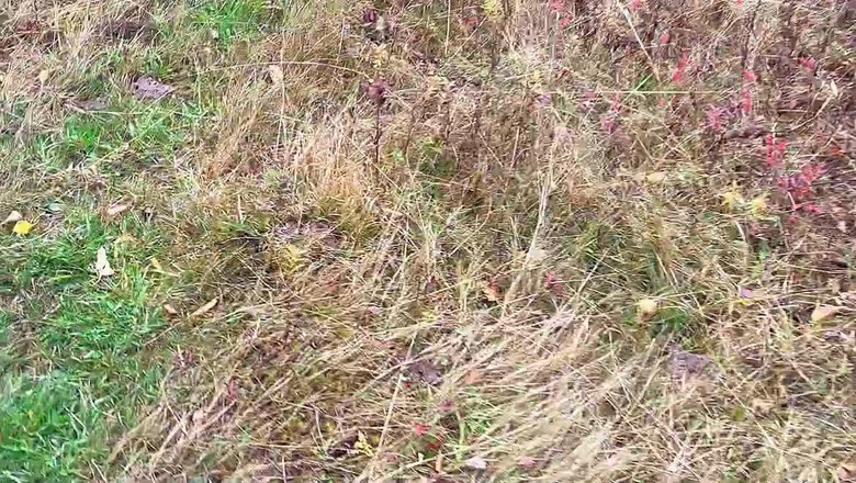 sweethanajapanese: Comme Elle a L’air Incroyable De Pisser Par Derrière