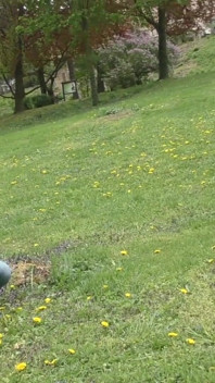 Walk in park and milking breast
