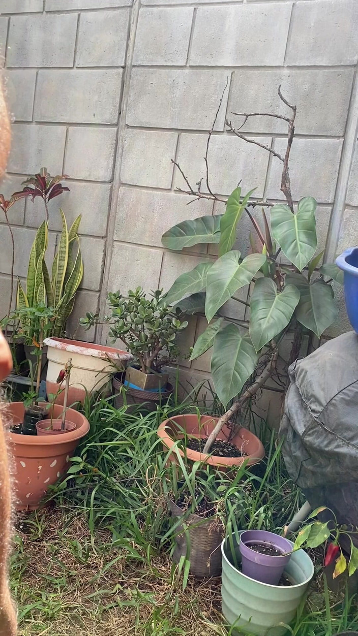 KING_TiBURON: Соло мастурбує, поки я засмагаю на вулиці