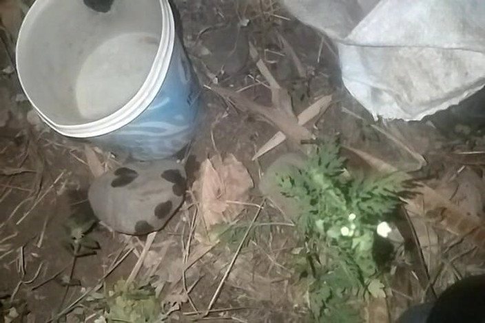 FrozenOpenair8: Bm Brilliant