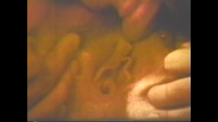 Vintage Megastore Full hd: Con lợn thất thường thô tục