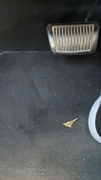 穿着网球鞋的踏板常春藤脚