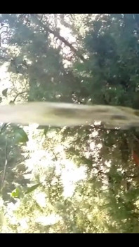 Pissing in My Backyard