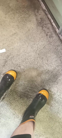 Pissing on Steel Toe Black Rubber Wellies