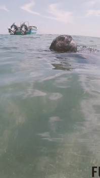 Mar Caribe recibe diosa con máscara de buceo