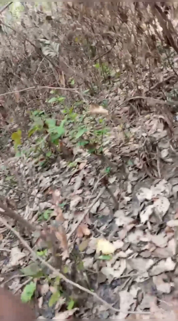 YangZi 69: Jangal Me Chut Ka Maggal