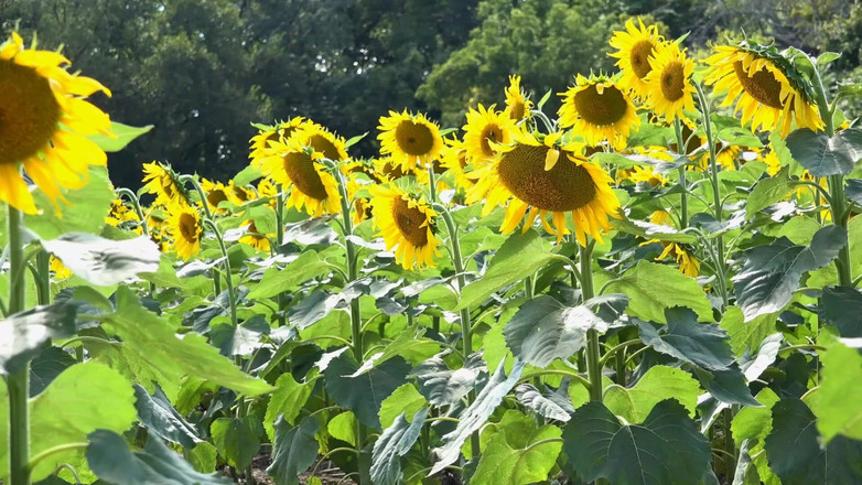 Eagle-Special: Viviendo en el país, no hay nada que hacer más...