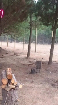 Scopando la sexy matrigna nel bosco all'aperto