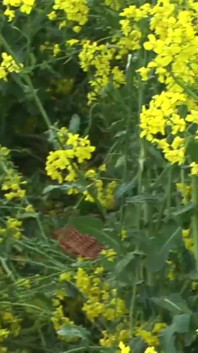 La sexy puttana mora apre la figa insieme al culo al cazzo duro in un campo pieno di fiori