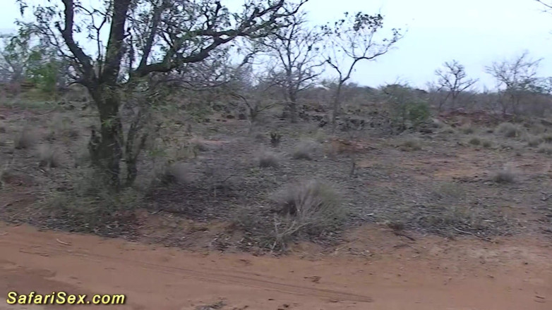 Safari sex: Afrikansk utomhussafari knull orgie