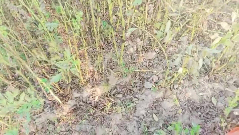 Bk Vlogs: Desi india scopata mentre si lavora nel campo