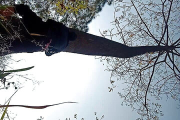 Gangbang straight: Chcaní na strom