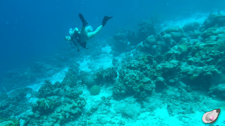 Mistress Pink Pearl: O samotě v Bonaire