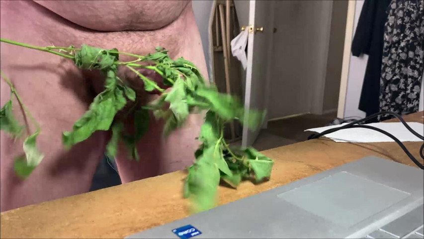 Stinging Nettles CBT, Stinging Nettles, CBT, Stinging Nettles on Cock, Stinging Nettles on Balls (Cbtluvr studio)