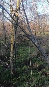 Zdradzająca żona idzie na zakupy z futerkiem z przyjacielem męża. Ona ssie jego kutasa out-door 221