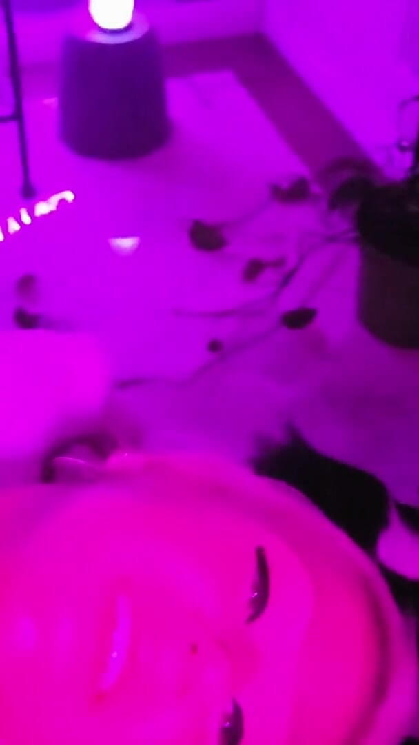 Pretty Party Smokey Kitty (BigDBG) Pretty Party Smokey Kitty (BigDBG)