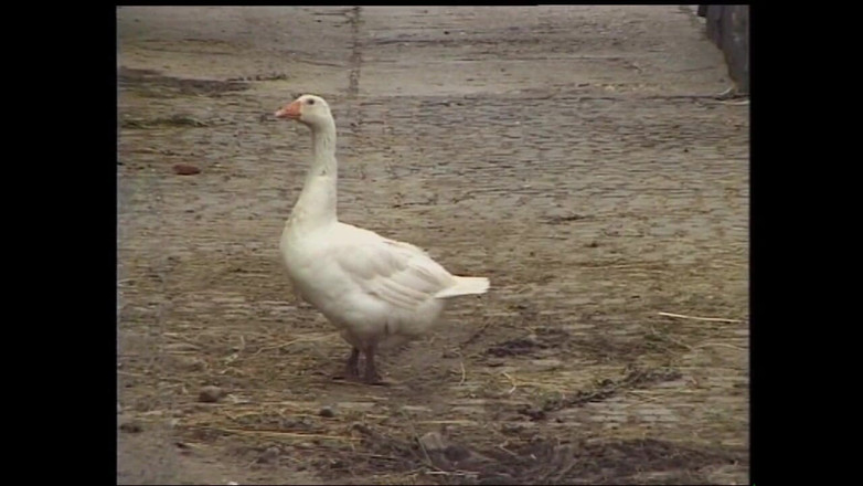 MCG Empire: Dua pelacur miang diambil oleh empat lelaki supaya mereka boleh...