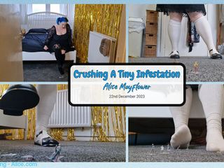 Alice Mayflower Productions: Crushing a Tiny Infestation - Solo Girl