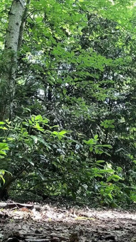 夏がベルリンにやってきて、ティムが興奮する